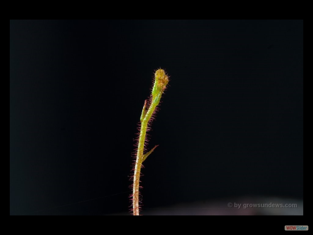 Drosera indumenta 1