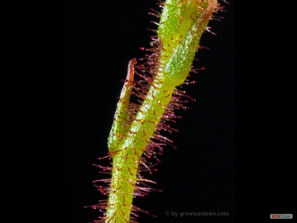 Drosera indumenta 1 Detail