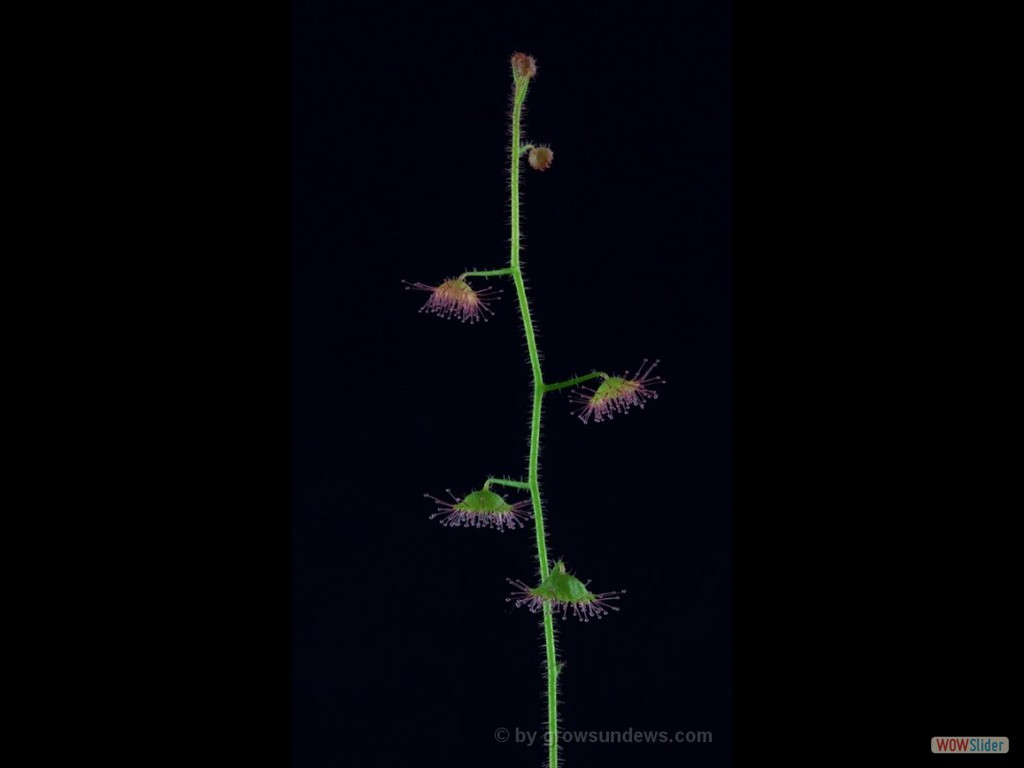 Drosera indumenta 1 DIND1