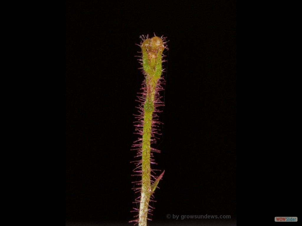 Drosera indumenta 2