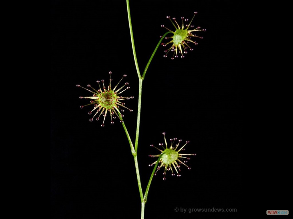 Drosera intricata