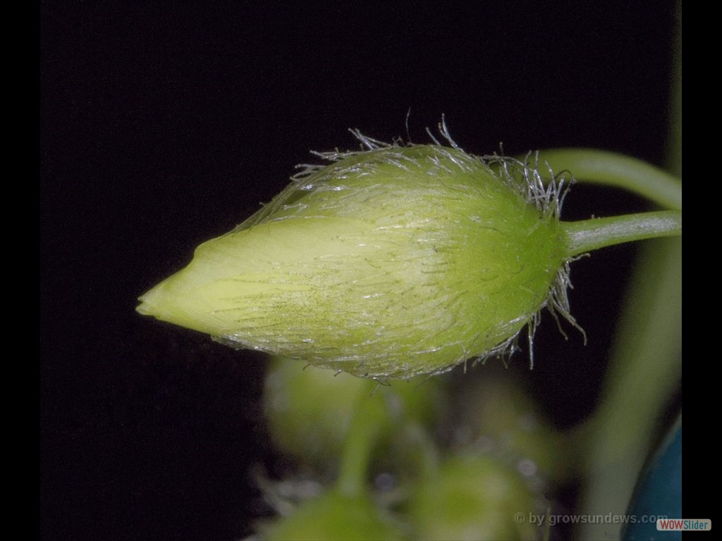 Drosera intricata closed flower DITR1