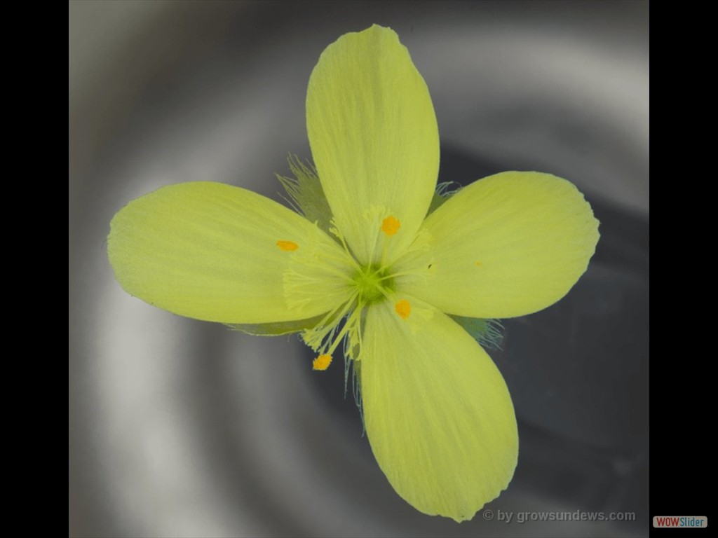 Drosera intricata flower DITR1