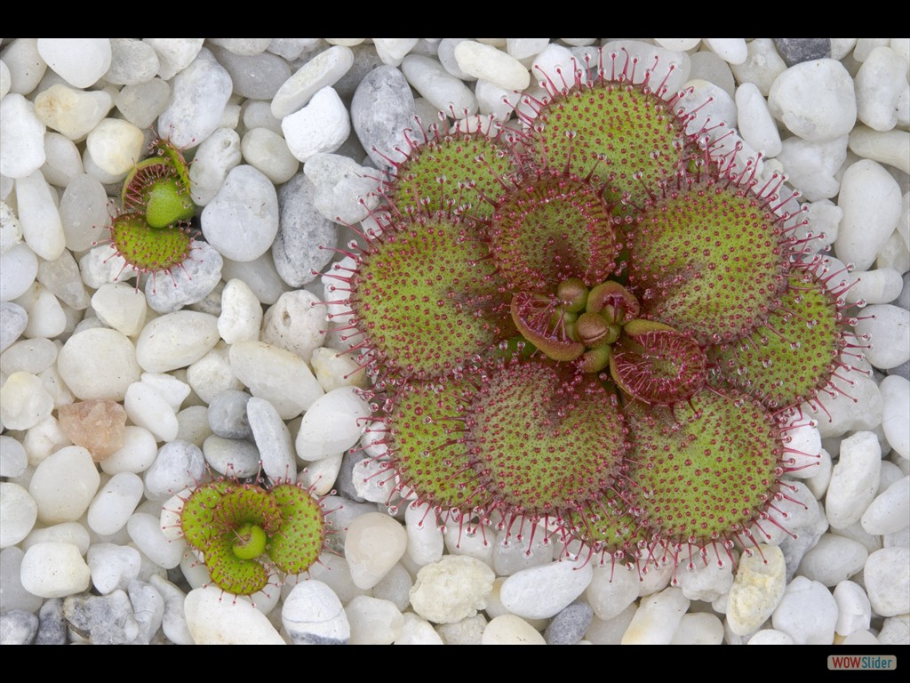 Drosera lowrie gigant form