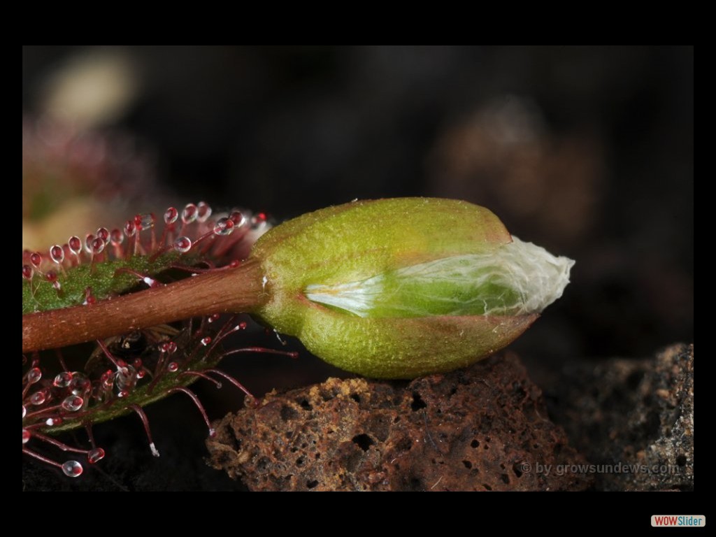 drosera_lowrie_seedpot