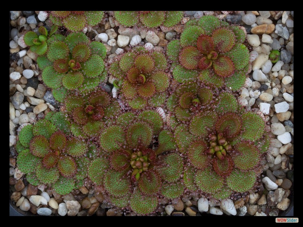 drosera_lowrie_viele_dlow2