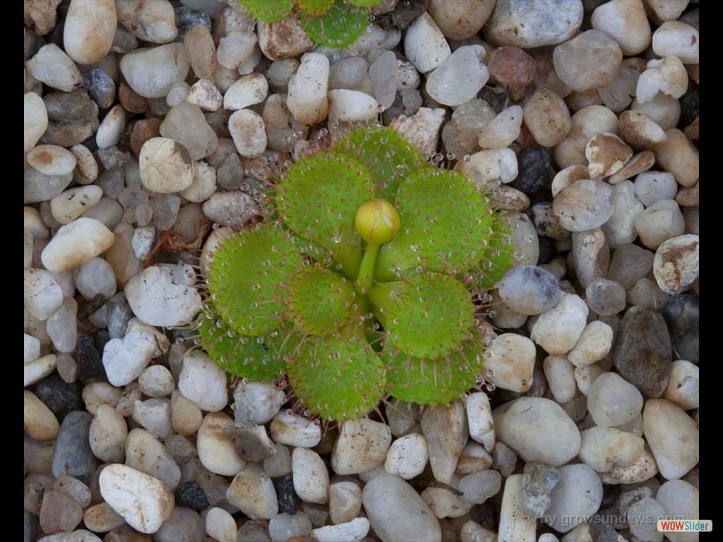 drosera_lowrie_yellow_with_flower_dlow8