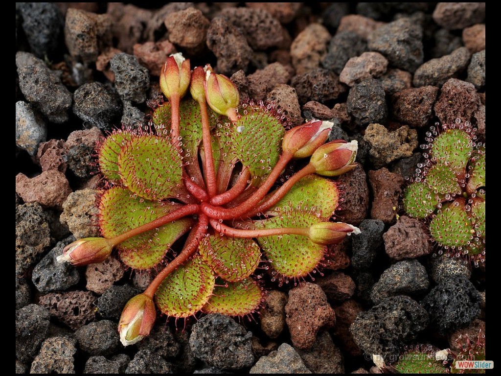 drosera_lowriei_3