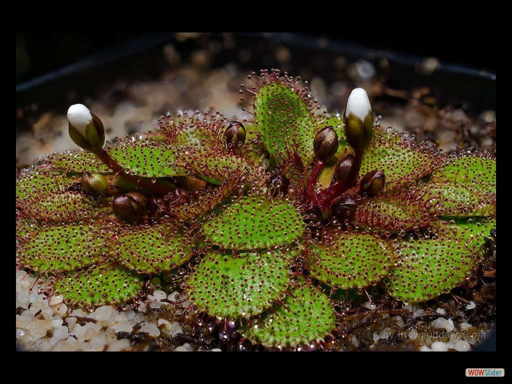 drosera_lowriei_4