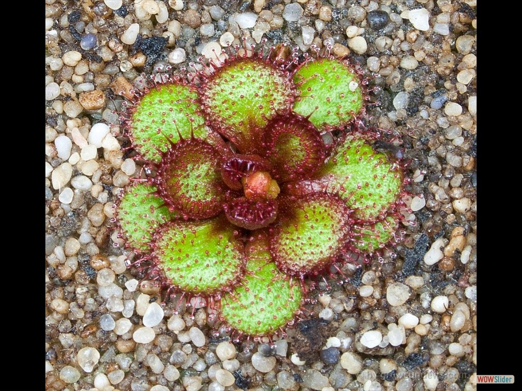 drosera_lowriei_5