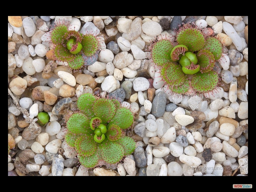 drosera_lowriei_dlow2