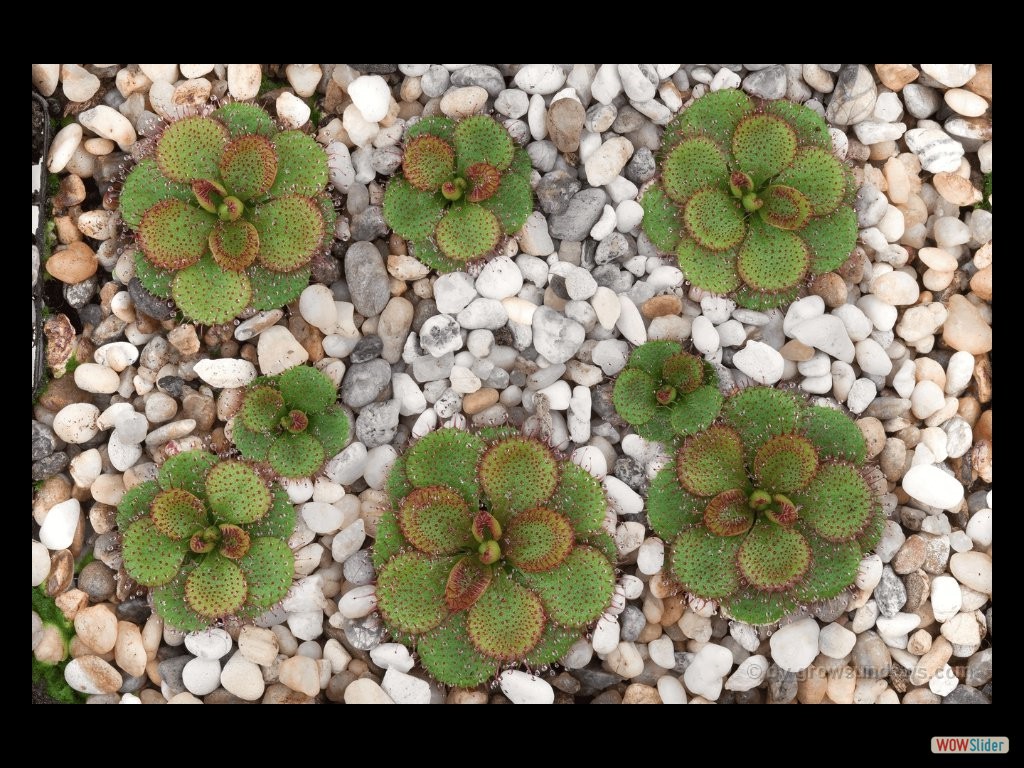 drosera_lowriei_giant_many_plants_dlow2