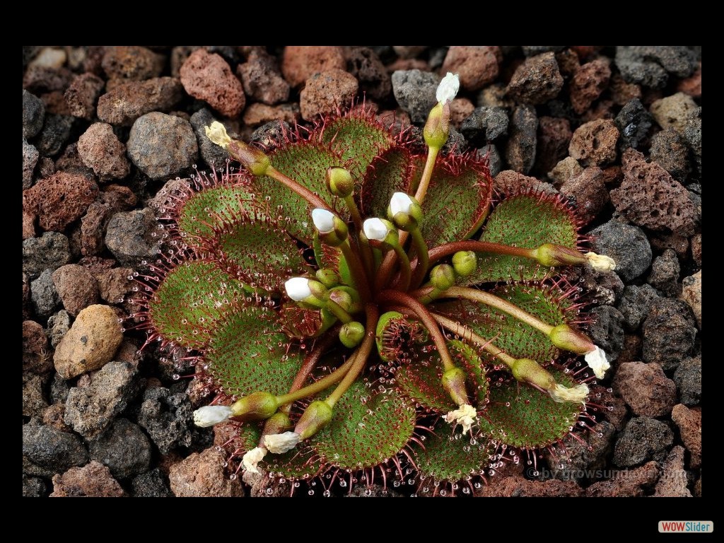 drosera_lowriei_gigant_with_flowers_jp