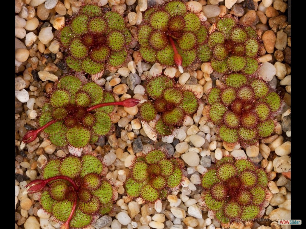 drosera_lowriei_holt_square