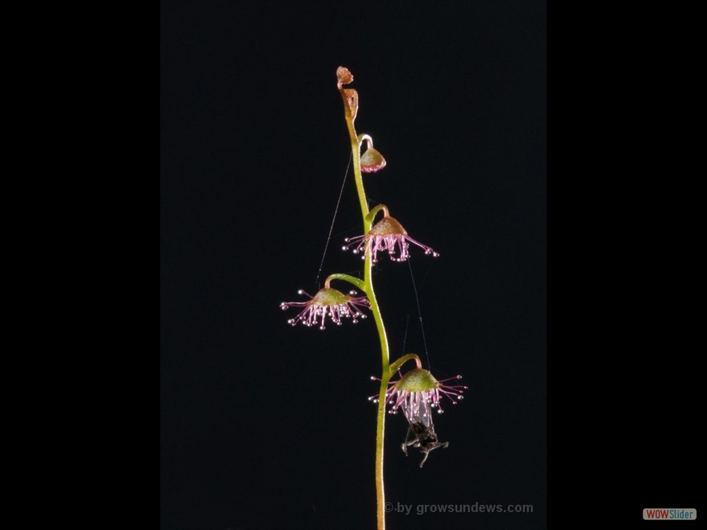 Drosera macrantha 1