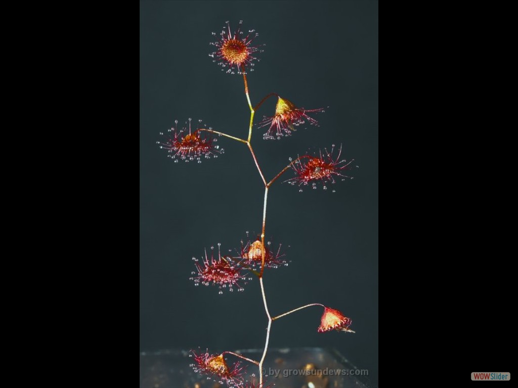 Drosera macrantha planchonii Onkaparinga 2