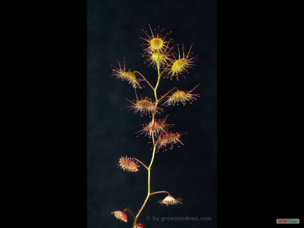 Drosera macrantha Rock outcrop form