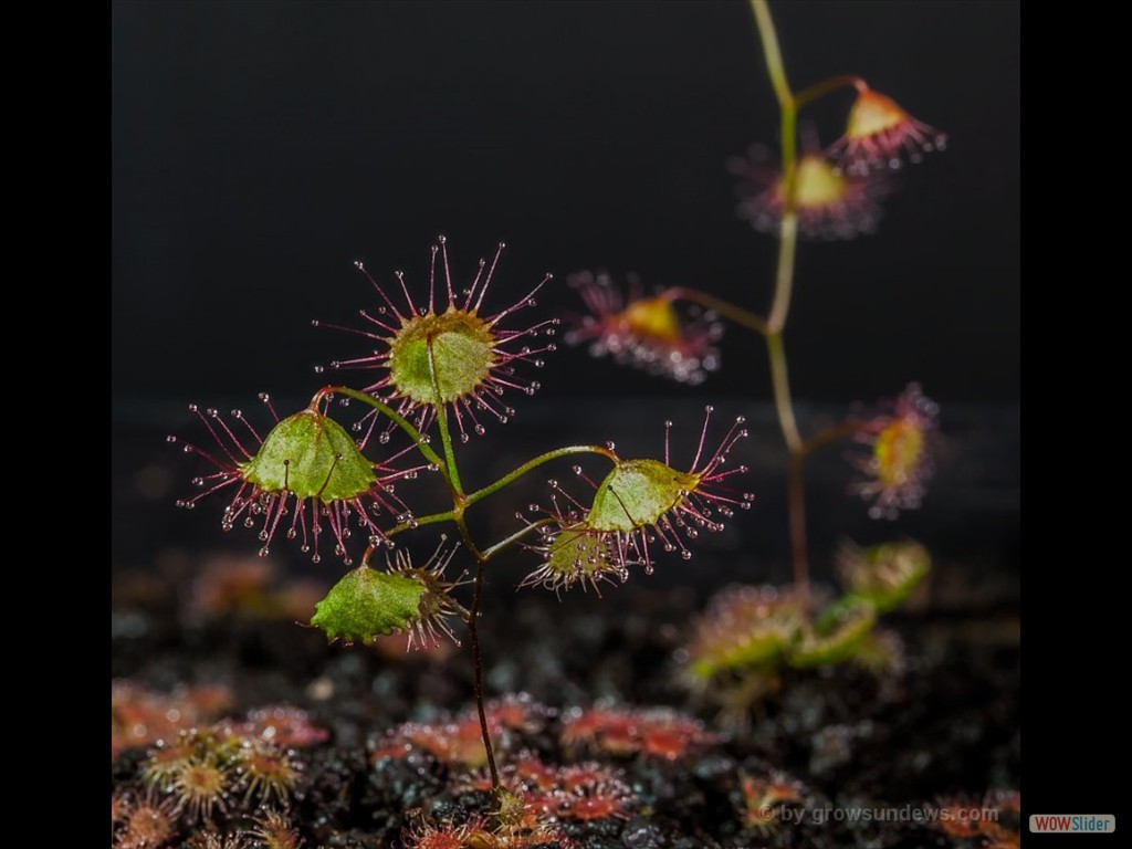 Drosera macrantha ssp. planchonii Onkaparinga