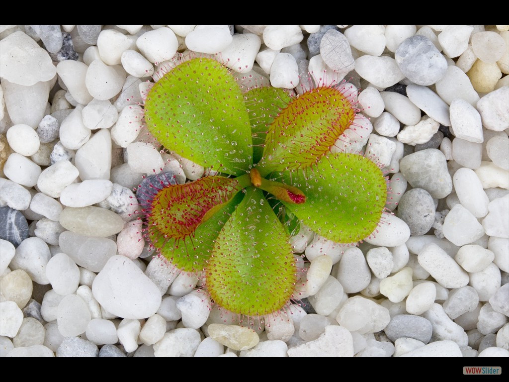 Drosera macrophylla