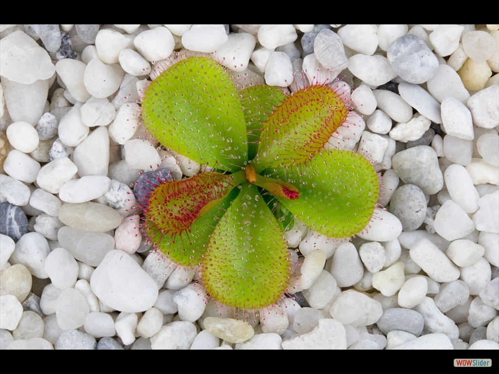 drosera_macrophylla