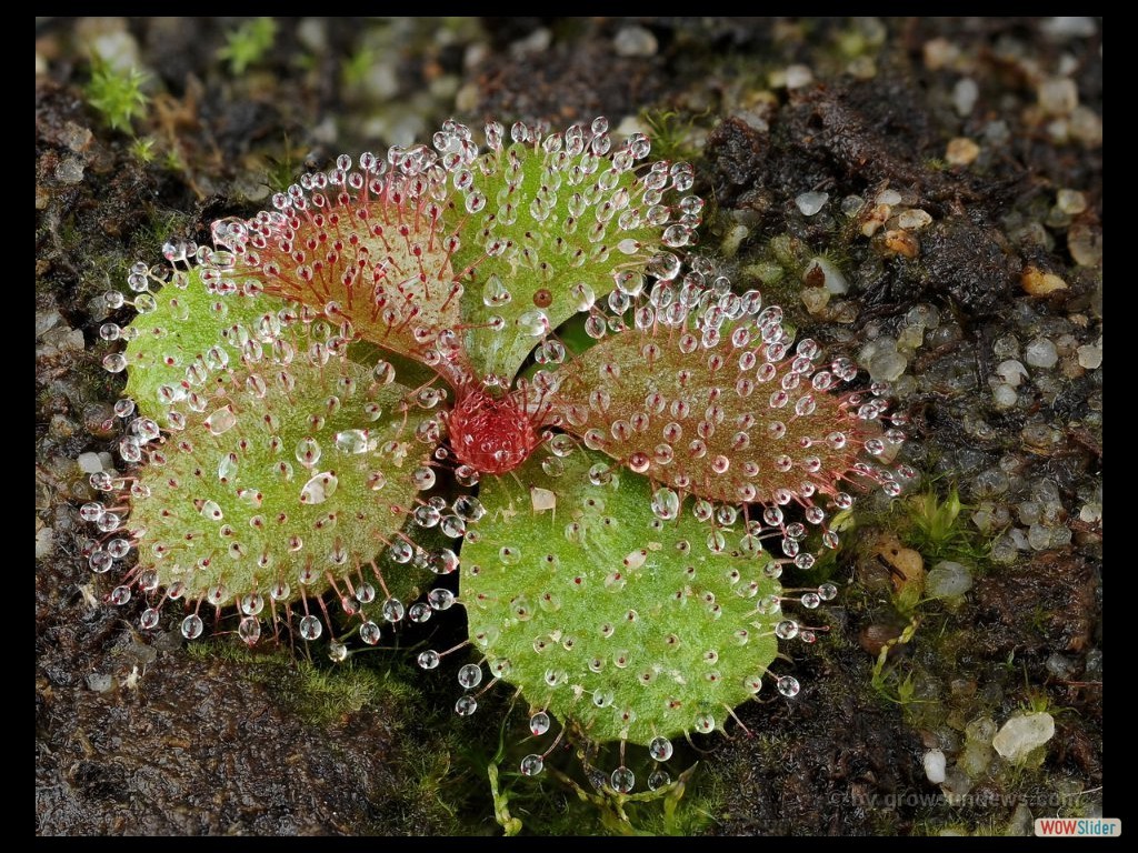 drosera_macrophylla_2