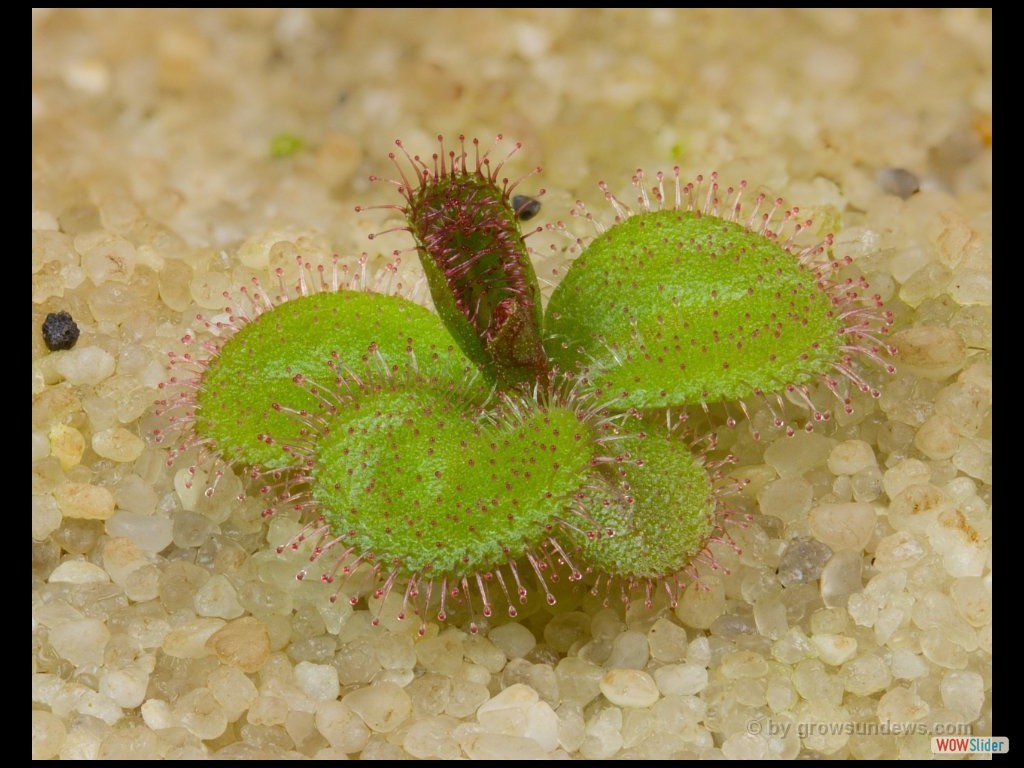 drosera_macrophylla_awakening