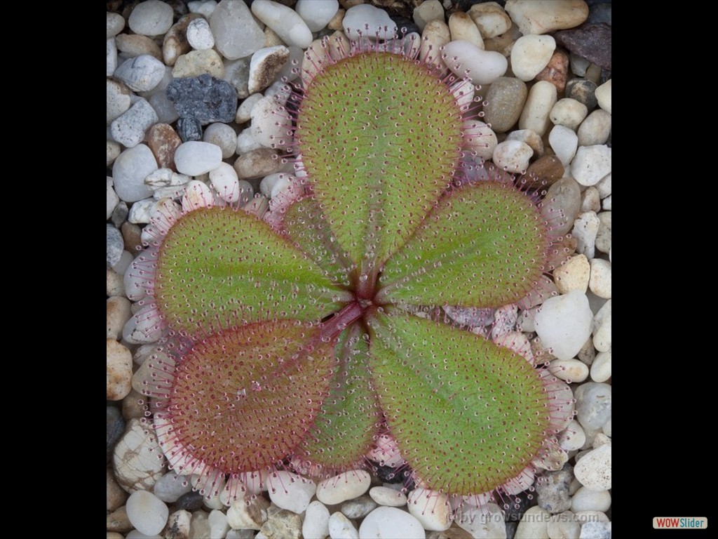 drosera_macrophylla_dmap2