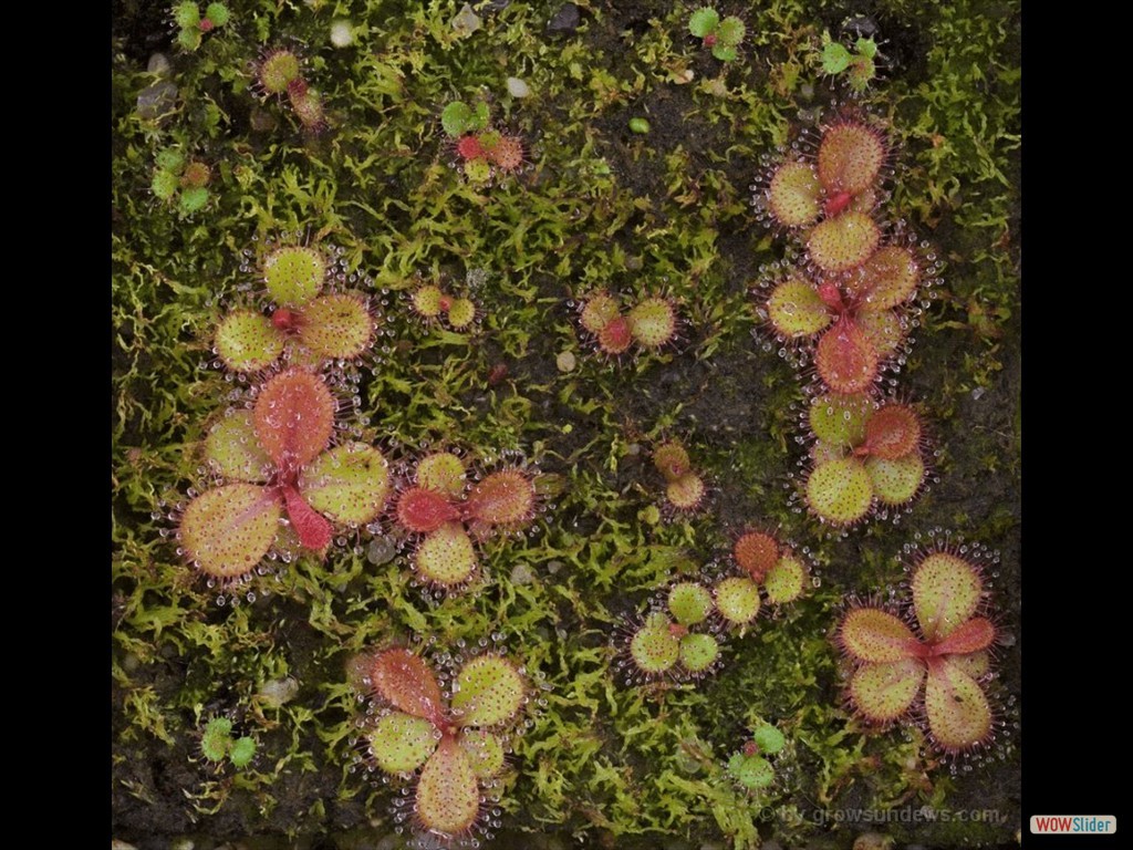 drosera_macrophylla_many_young_dmap4