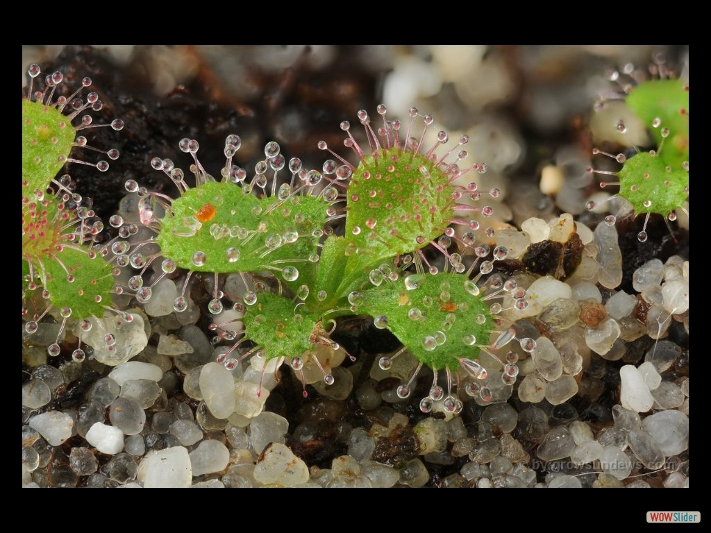 drosera_macrophylla_seedling