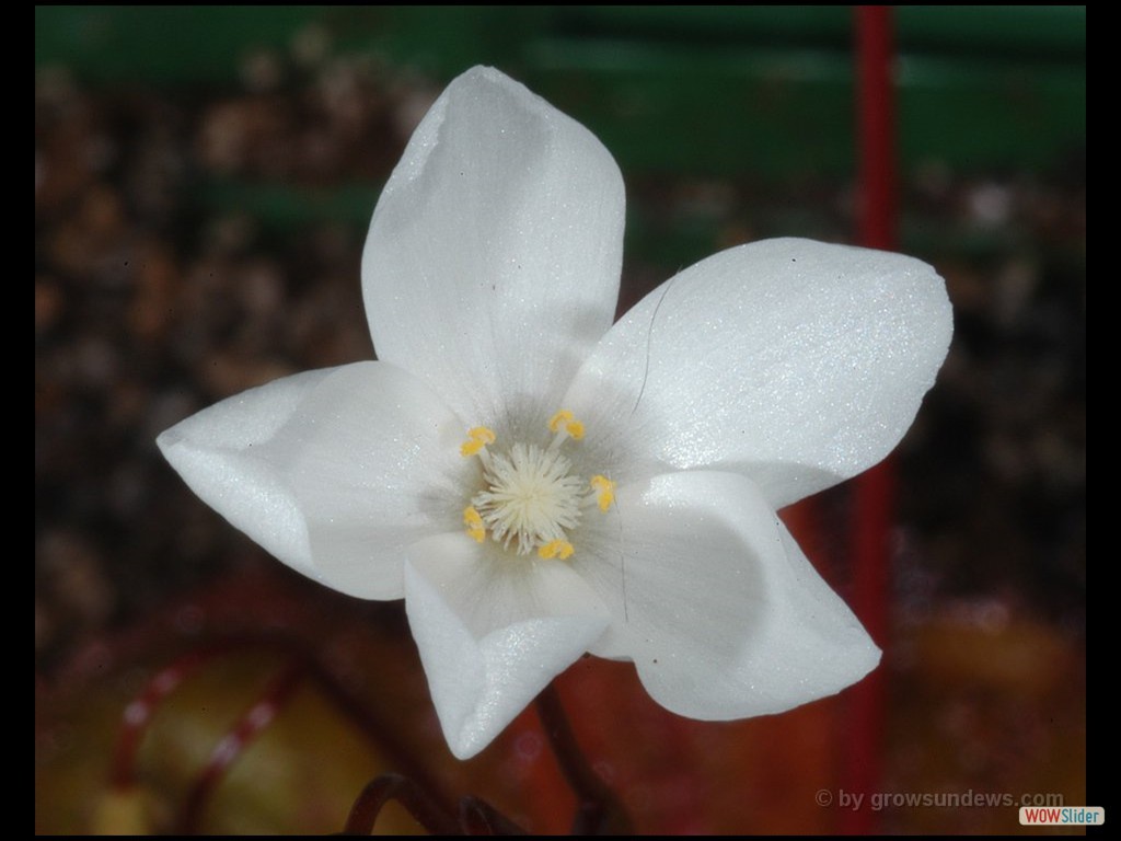 drosera_macrophylla_ssp._macrophylla_flower_2