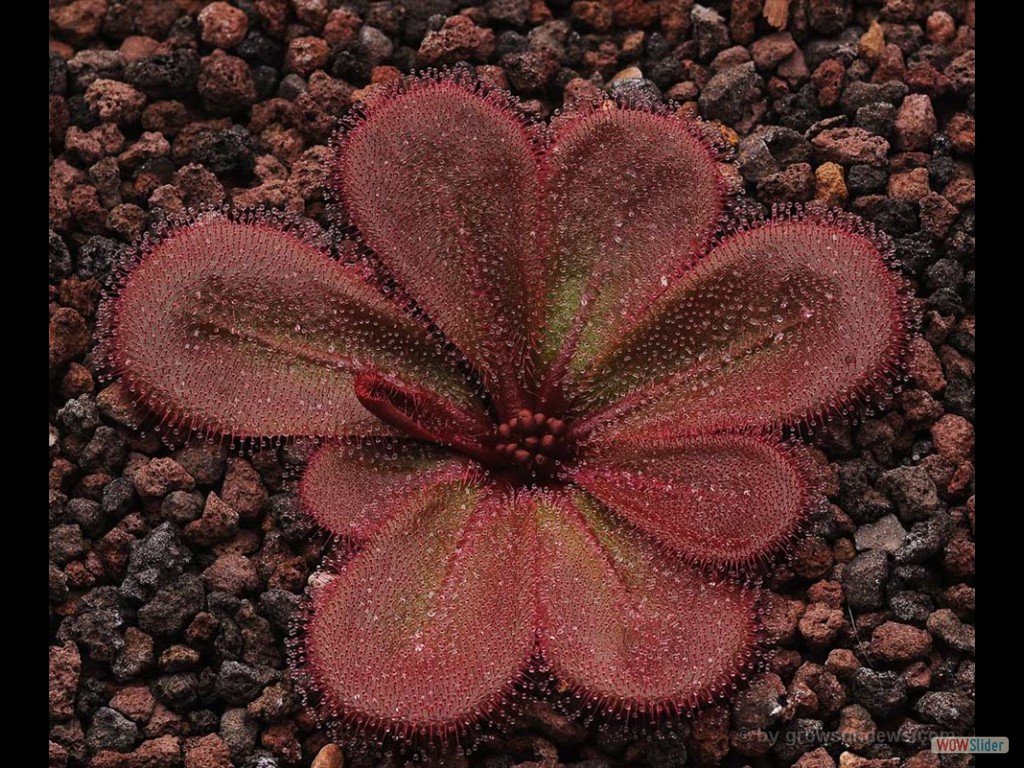 Drosera macrophylla ssp. monantha