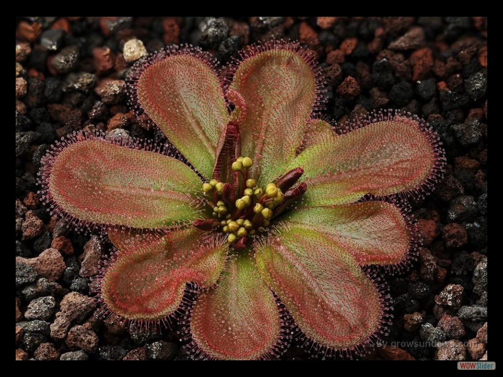 Drosera macrophylla ssp. monantha 2