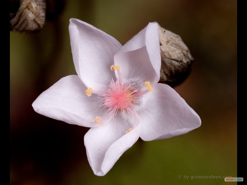 Drosera macrophylla ssp. monantha flower