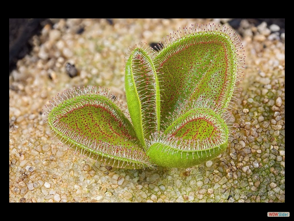 drosera_magna_awakenings_2