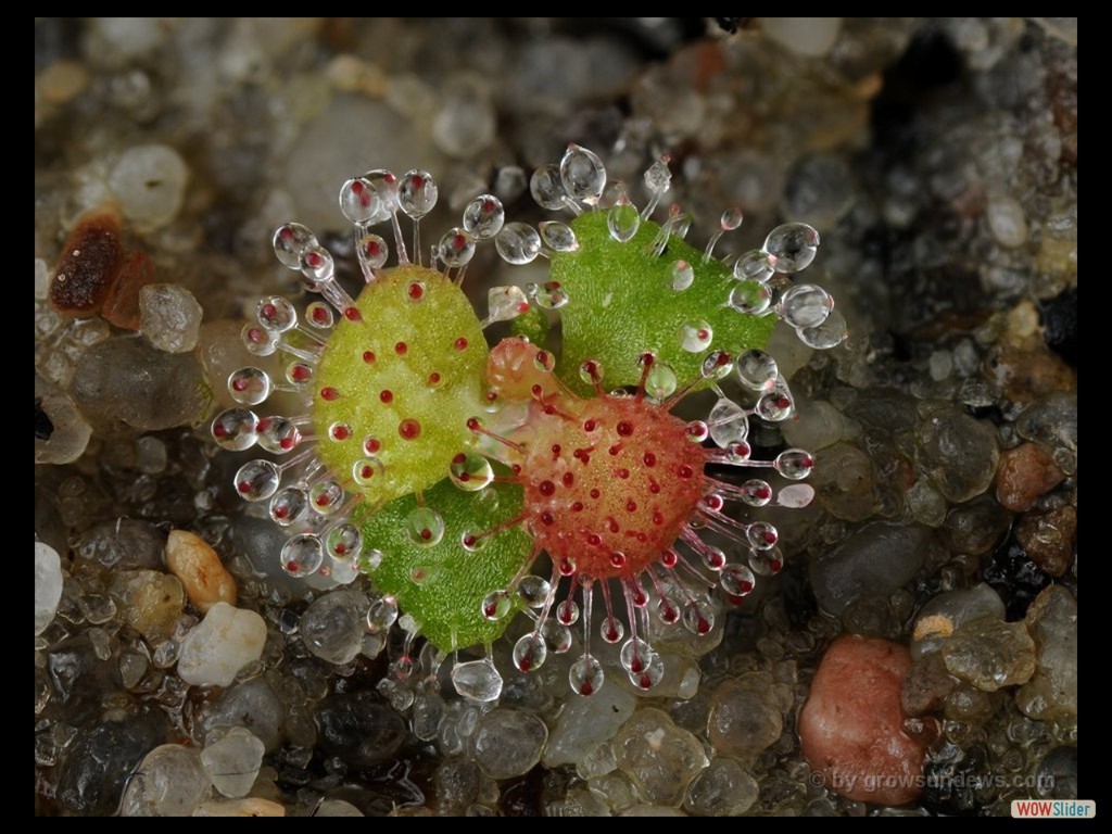 drosera_magna_x_drosera_erythrorhiza_var._imbecilla