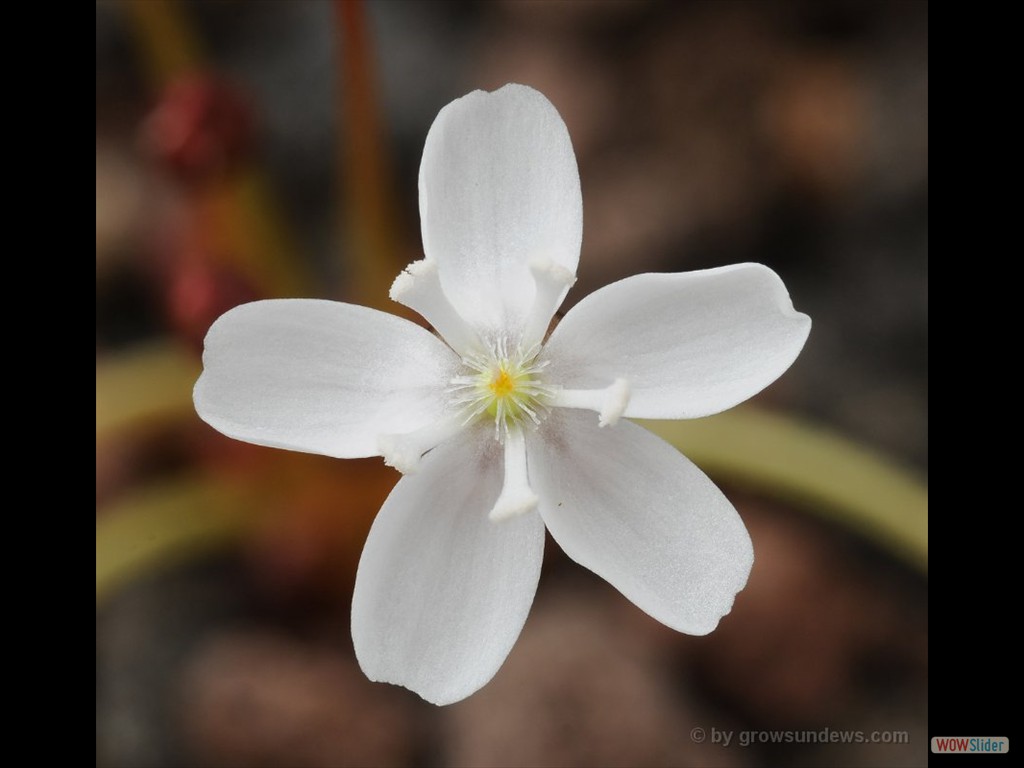 Drosera major flower 2