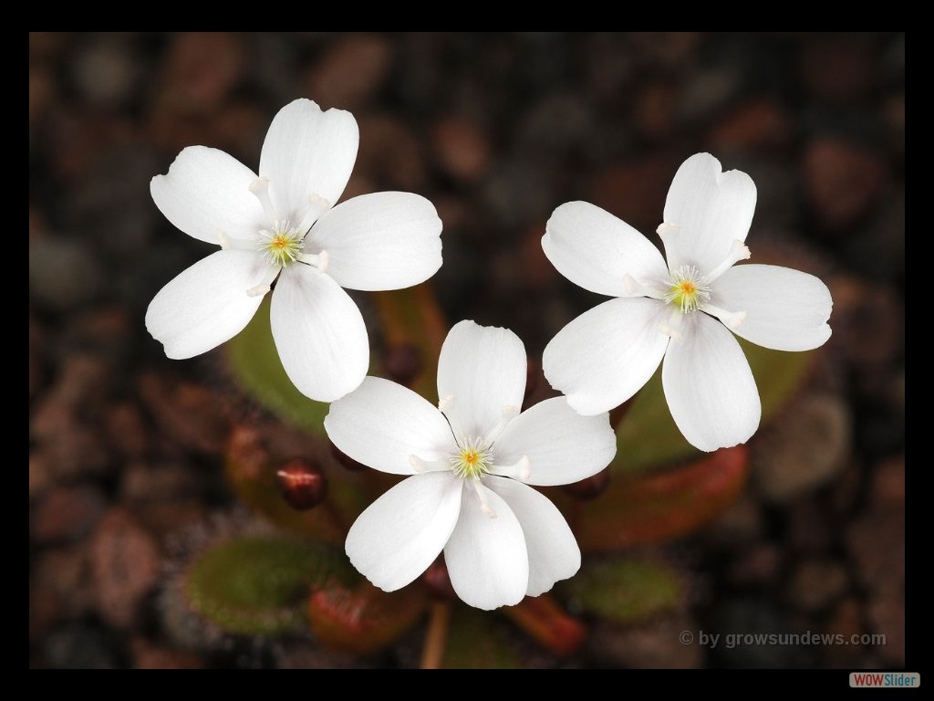 Drosera major flowers JP