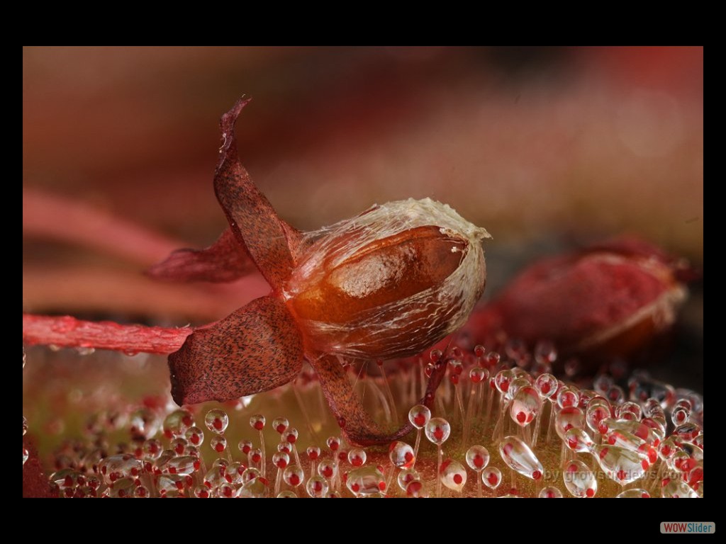 Drosera major seedpot