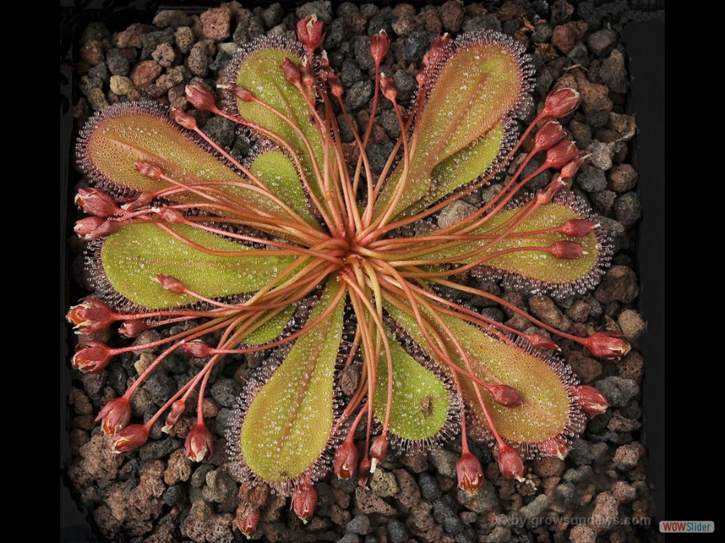 Drosera major seedpots