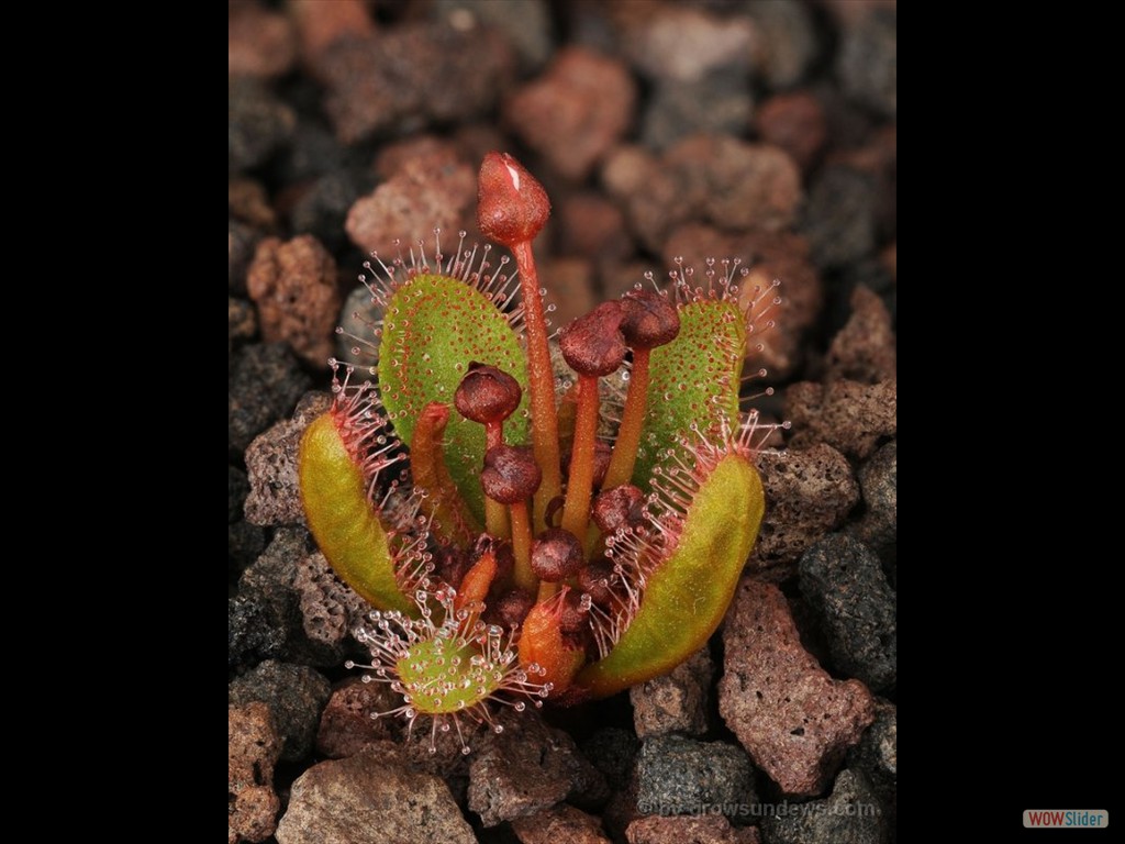 Drosera major with flowerbuds JP