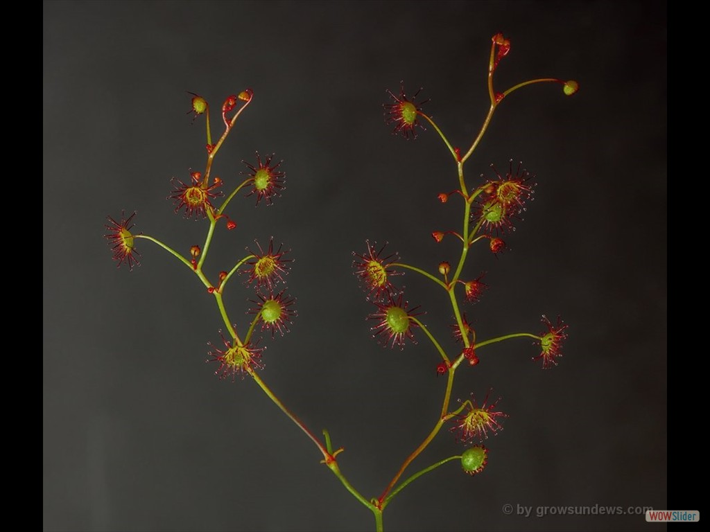 Drosera menziesii 2