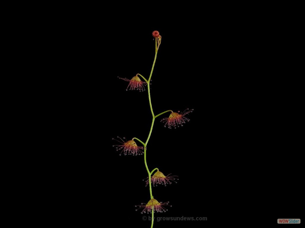 Drosera menziesii 3