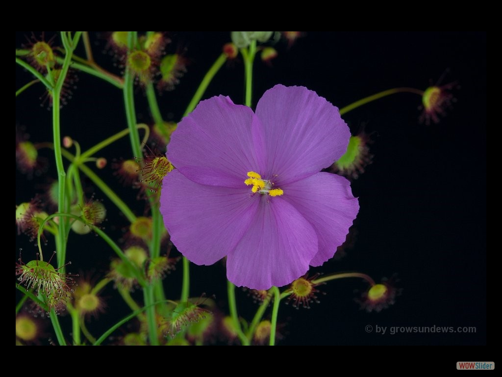 Drosera menziesii flower