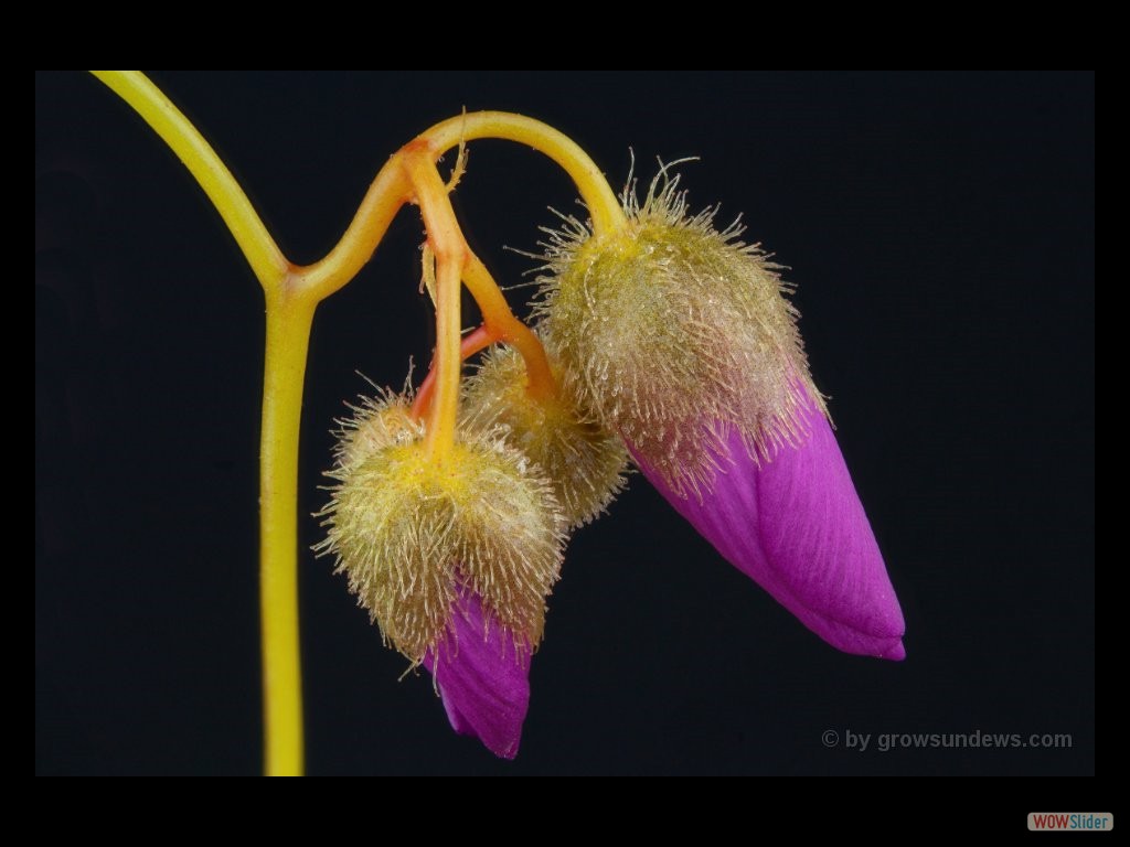 Drosera menziesii flower 2