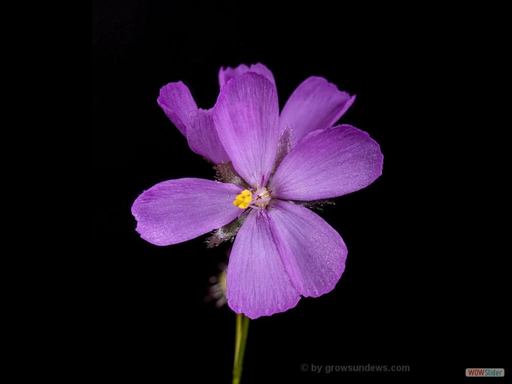 Drosera menziesii flower dwarf erect form