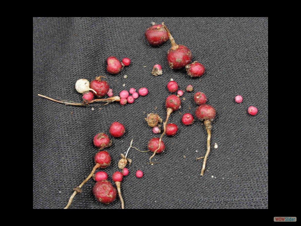 Drosera menziesii tubers