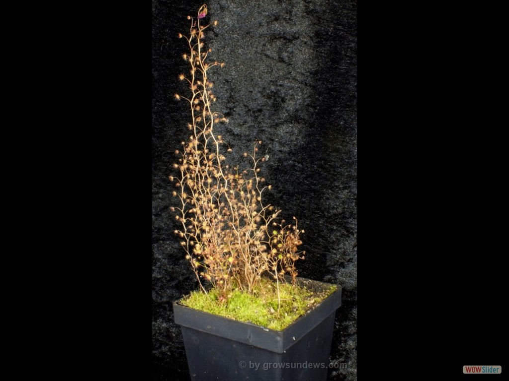 Drosera menzisii nearly dry