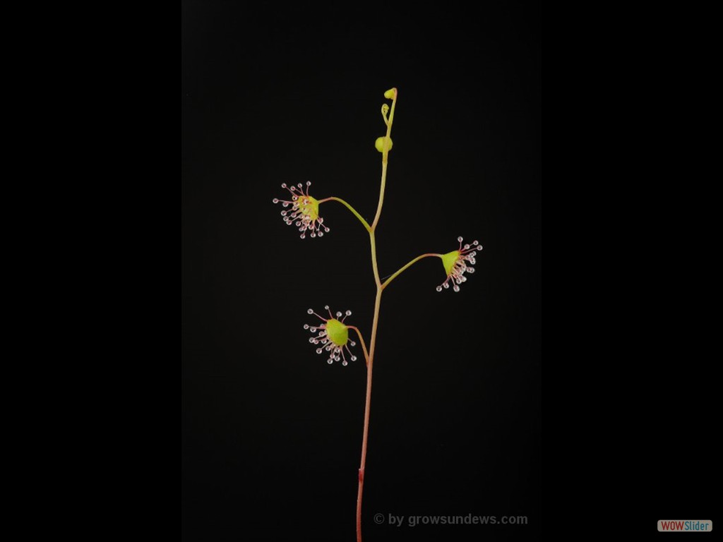 Drosera microphylla