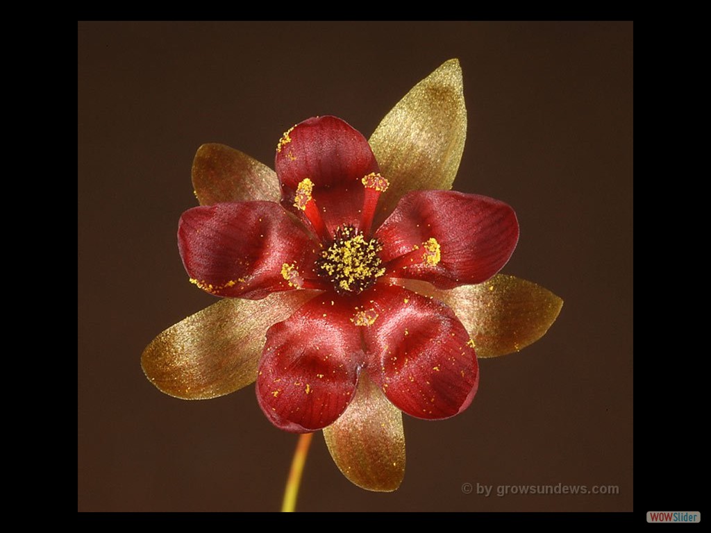 Drosera microphylla flower