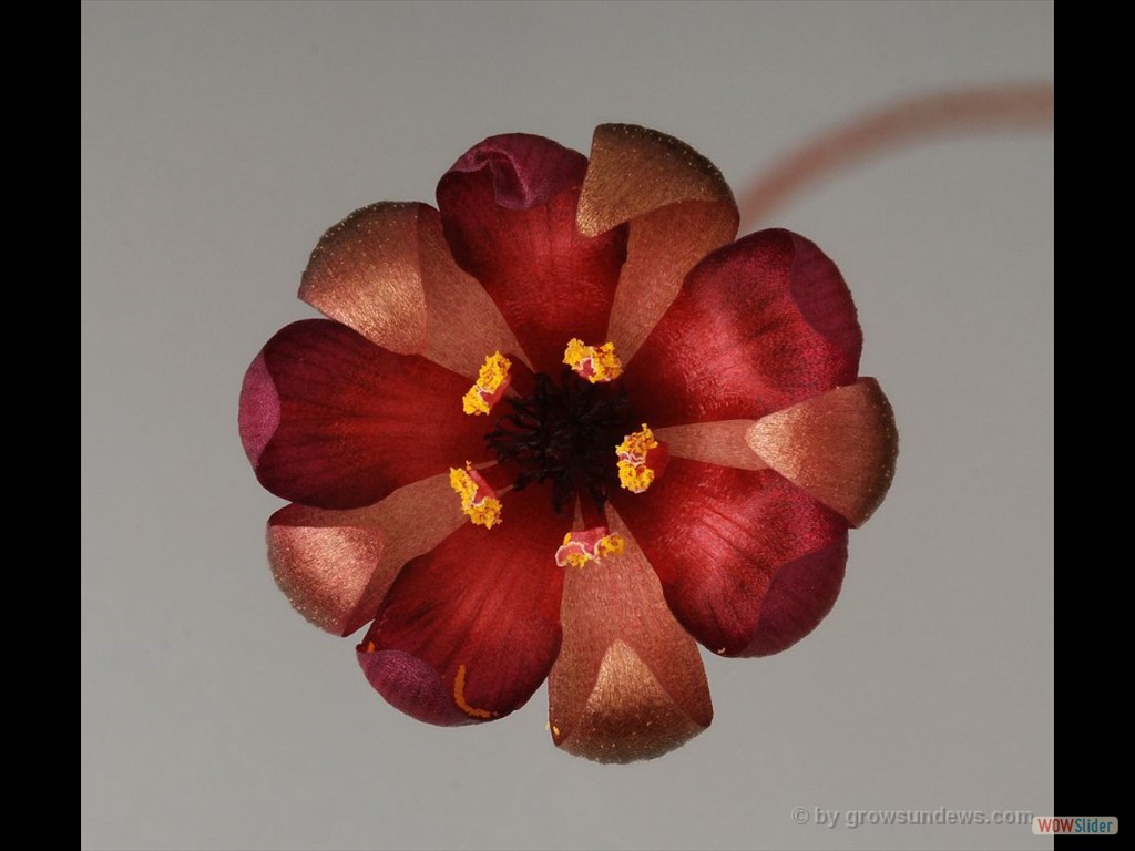 Drosera microphylla flower 2